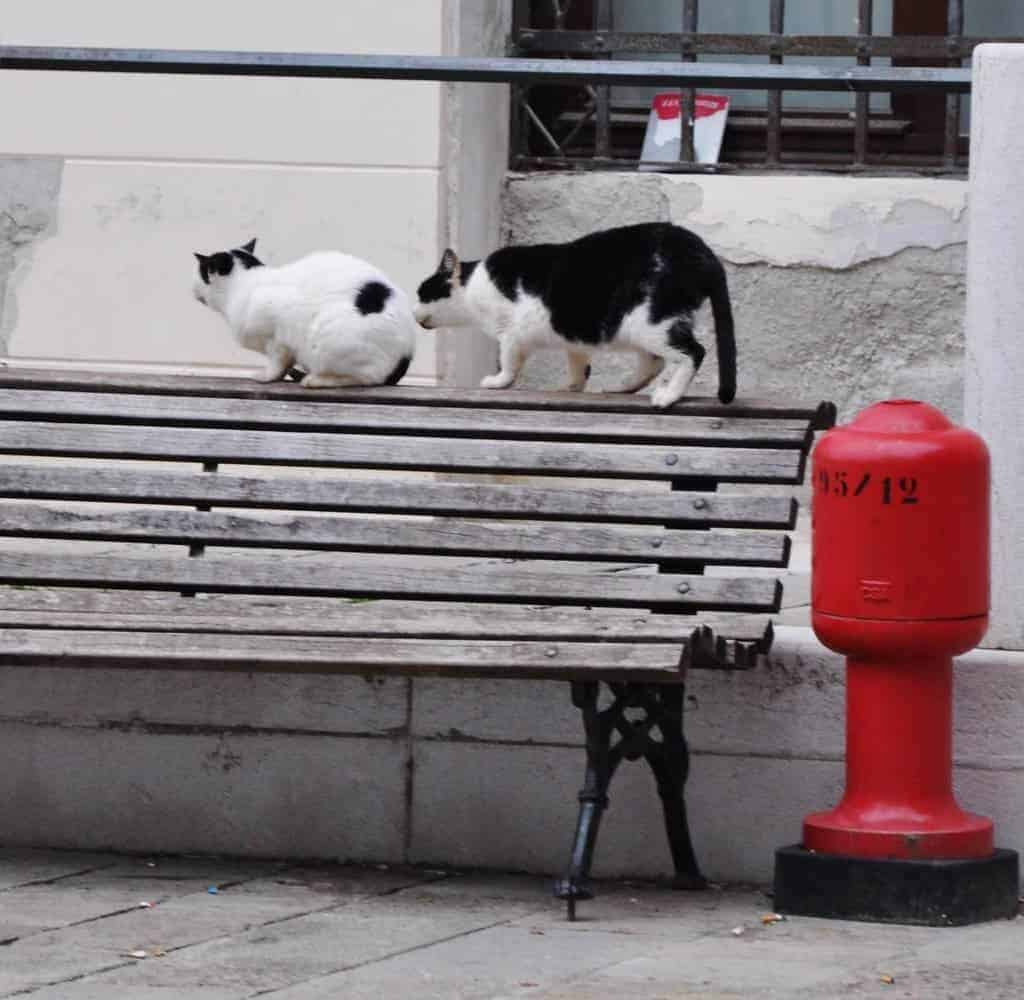 Cats In Venice