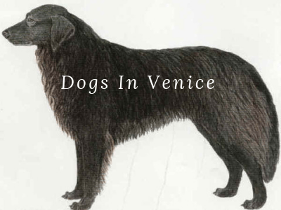 Dogs In Venice